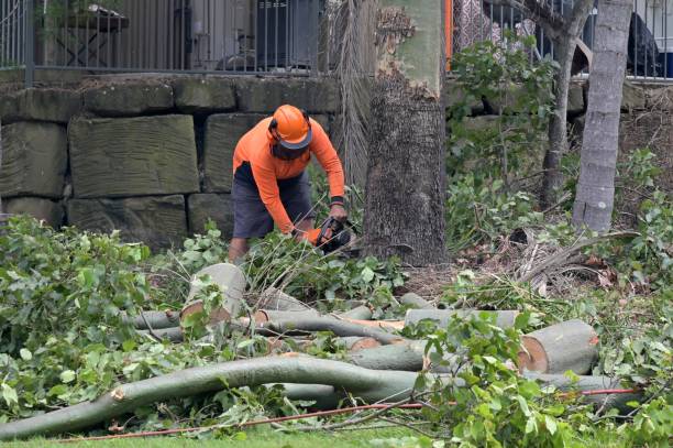 Best Dead Tree Removal  in Junction, TX